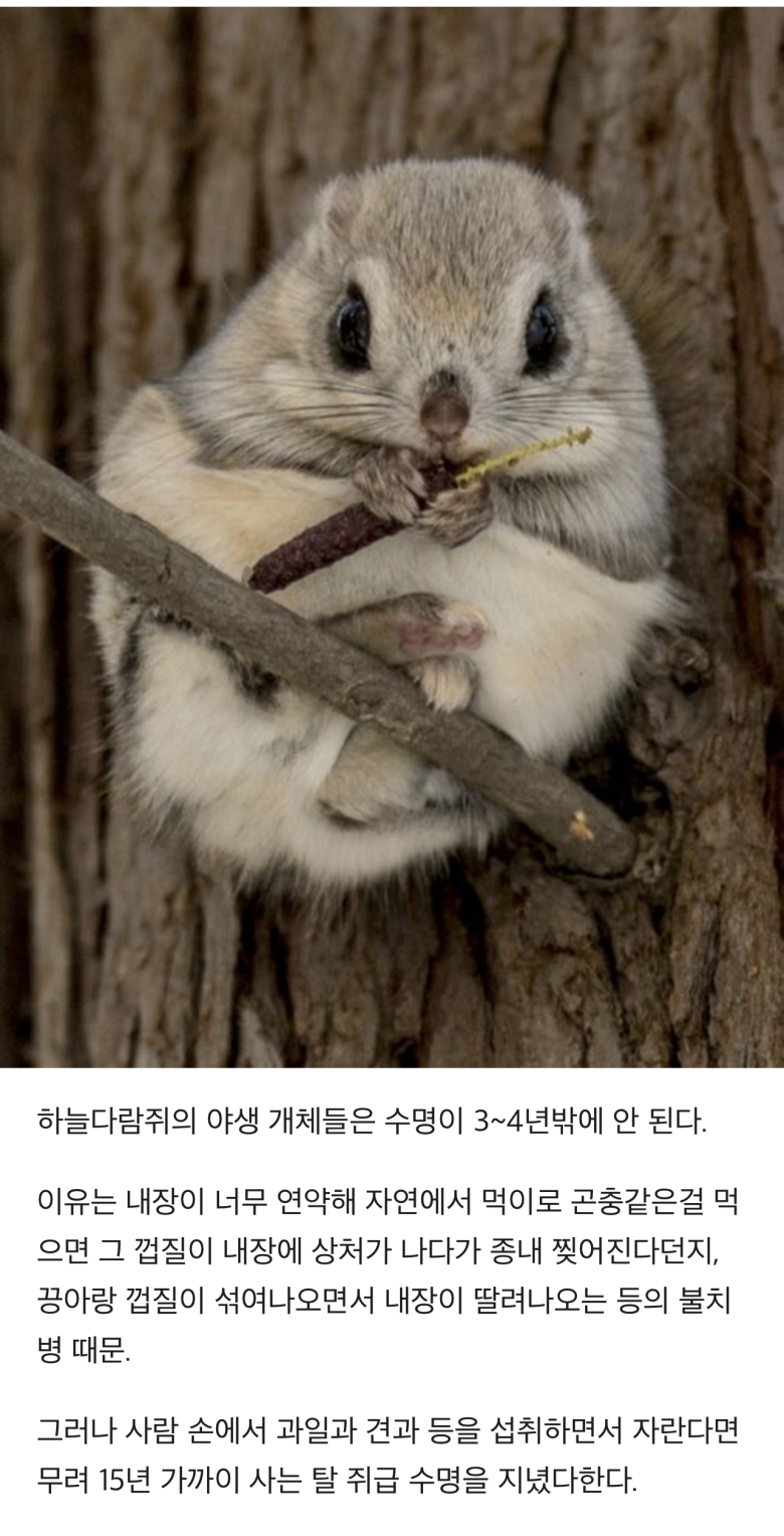 하늘다람쥐의 놀라운 비밀.jpg 사진