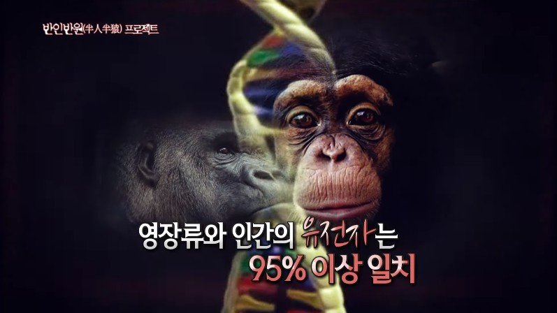 [서프라이즈] 사람과 원숭이를 교배하려던 미친 박사의 최후 (스압)
