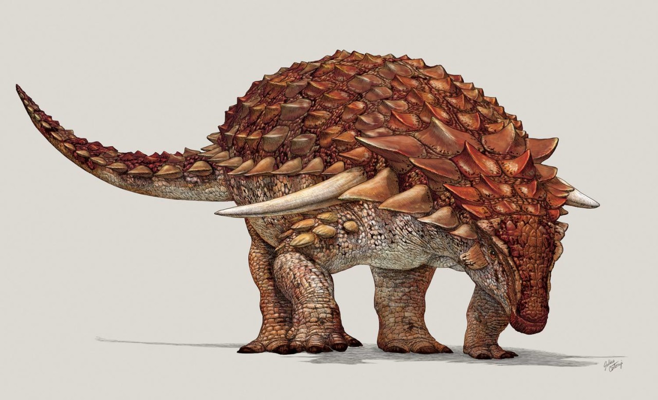 NTD-Dinosaur3.jpg 지구상에 남아 있는 가장 완벽한 공룡 화석