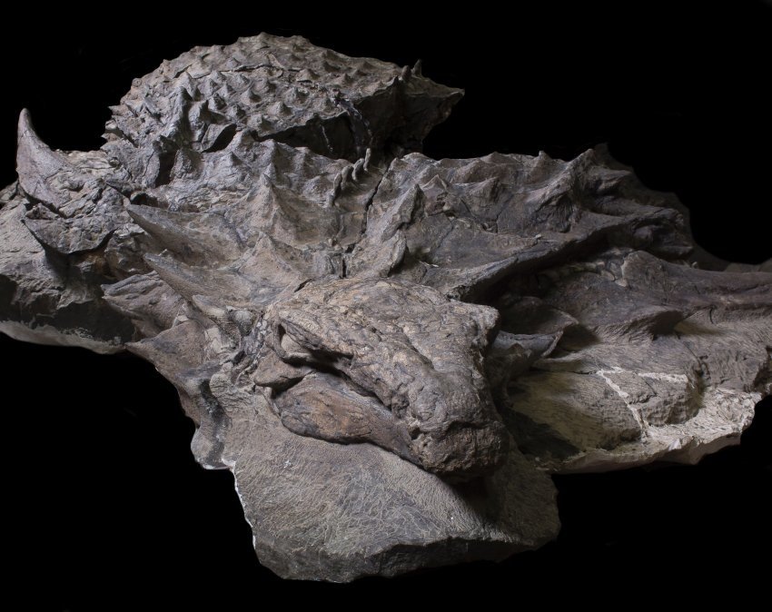 15c0ec35bf312a5fb.jpg 지구상에 남아 있는 가장 완벽한 공룡 화석