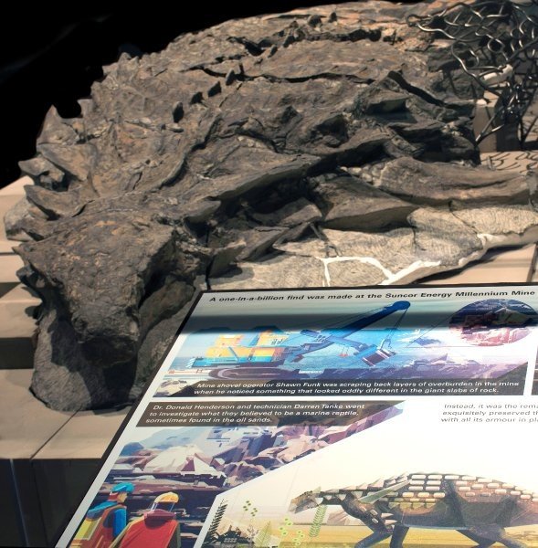 15c0ec35dcb12a5fb.jpg 지구상에 남아 있는 가장 완벽한 공룡 화석