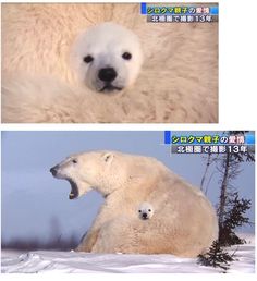 포함된 이미지: 아기 곰이 추운 날씨에도 잘 자라는 이유