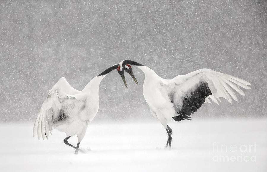 red-crowned-cranes-dancing-paul-mckenzie.jpg 두루미 정수리의 비밀.jpg
